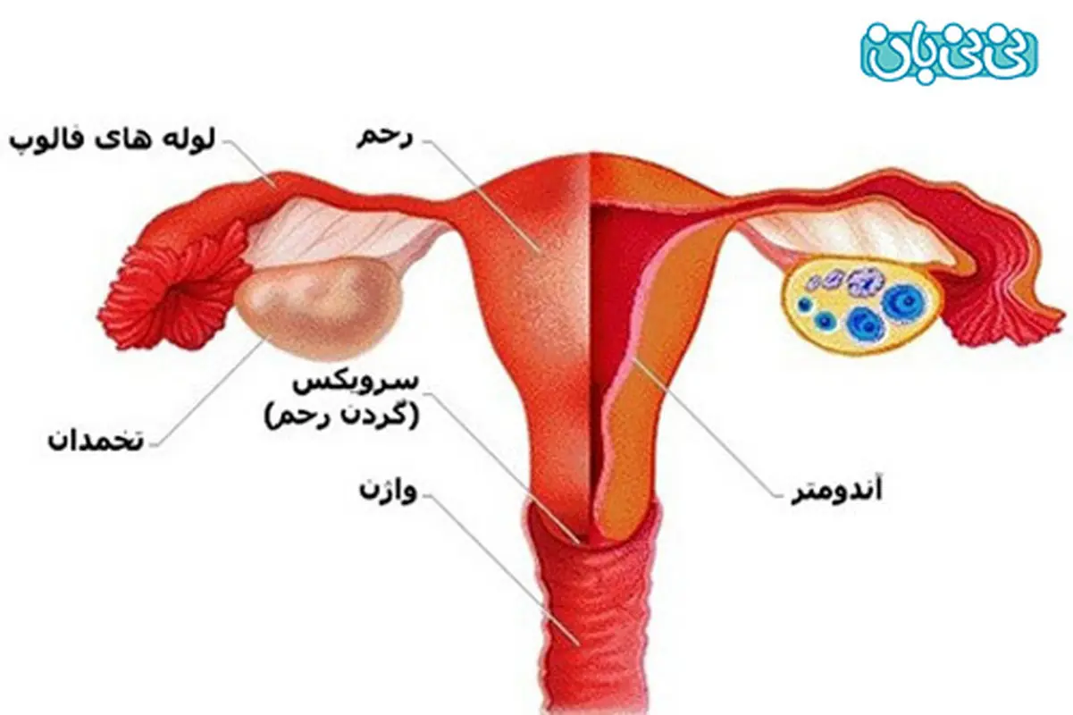 کم بودن ضخامت آندومتر، علت