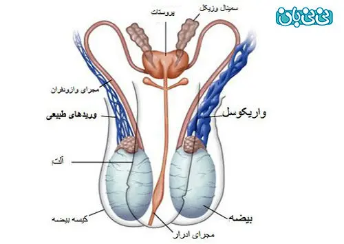 عوارض رابطه طولانی مدت