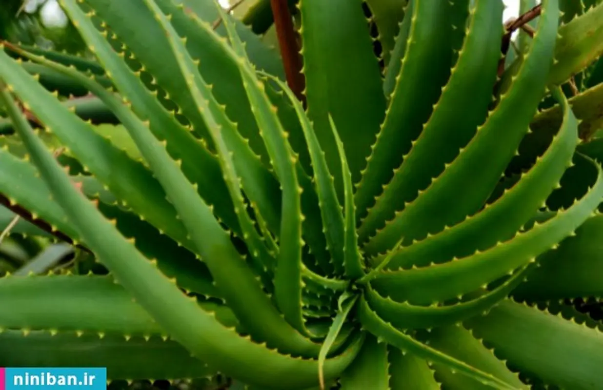 آلوئه ورا را چگونه بخوریم؟