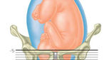ورود جنین به لگن، در ماه آخر بارداری