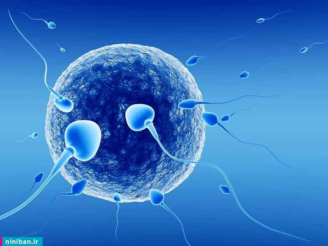 بالا بودن دمای بیضه، منجر به ناباروری می‌شود؟