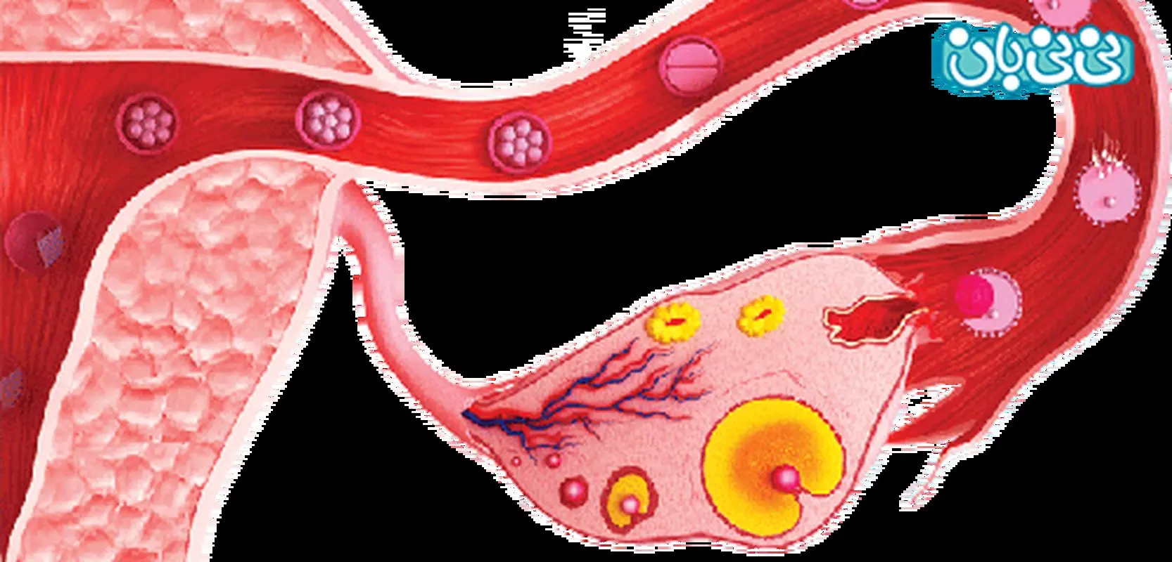 فولیکول مناسب برای بارداری، چند باید باشد؟