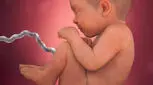 وزن جنین در هفته سی و یکم بارداری