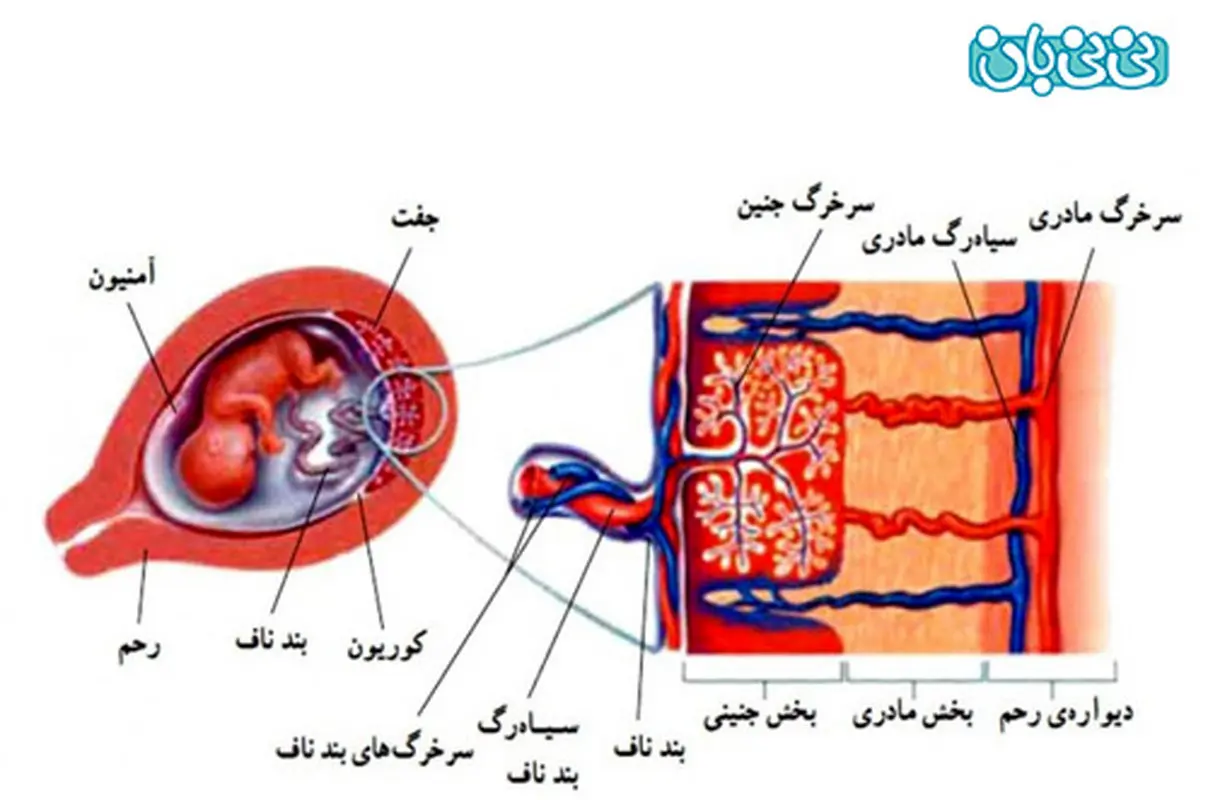 بندناف جنین به کجا وصل است؟