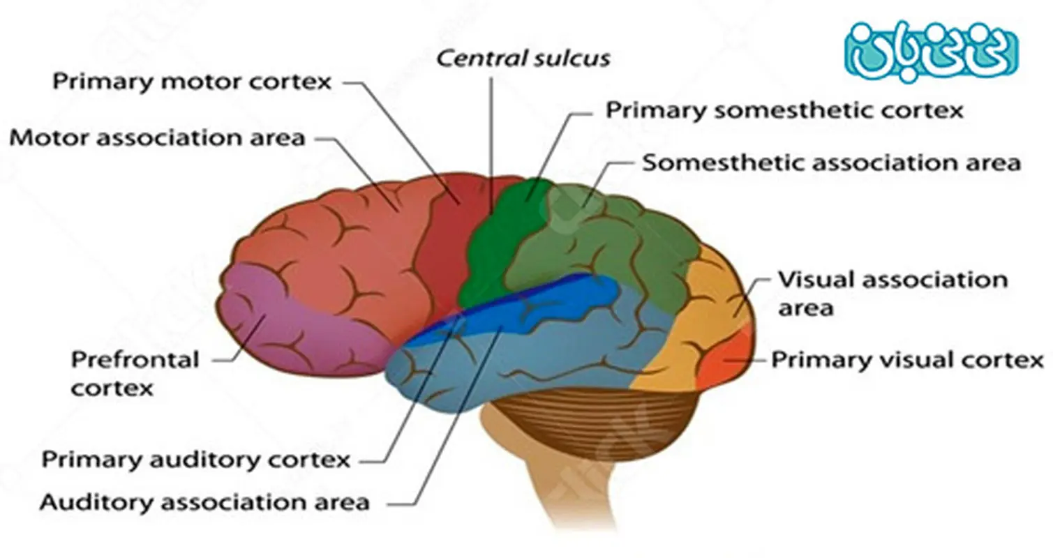 تاثیر موسیقی بر مغز کودکان، چیست؟