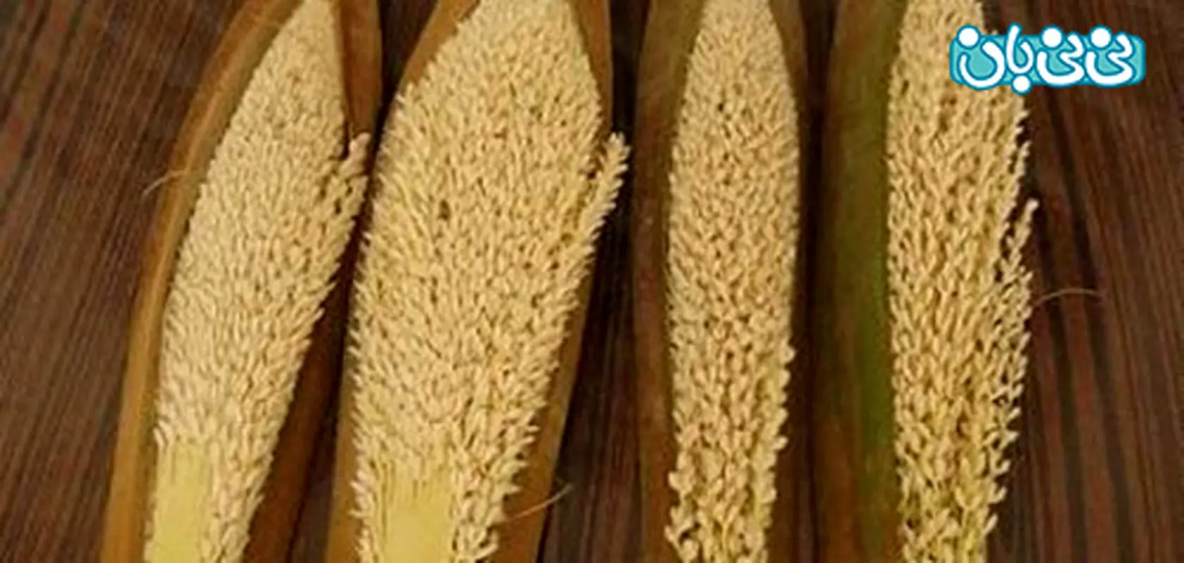 بهترین داروی گیاهی برای نازایی، چیست؟