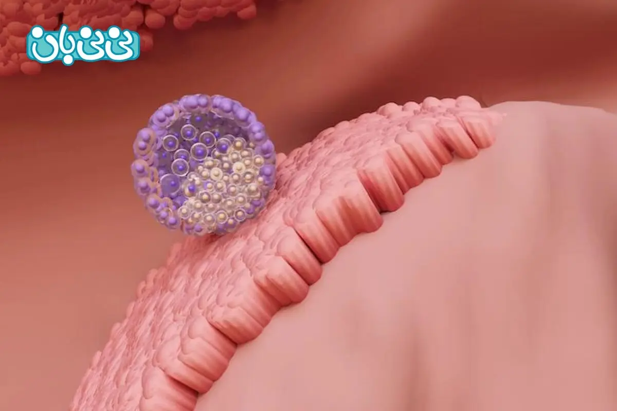 علائم لانه گزینی جنین _ عوامل موثر و زمان شروع لانه گزینی موفق