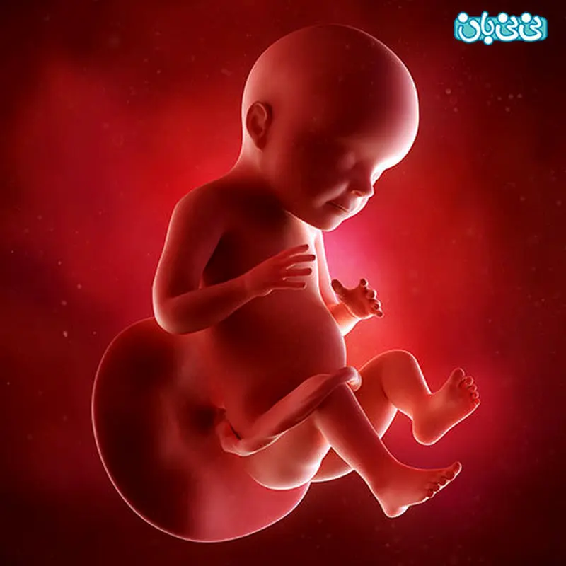 علایم هفته بیست و نهم بارداری