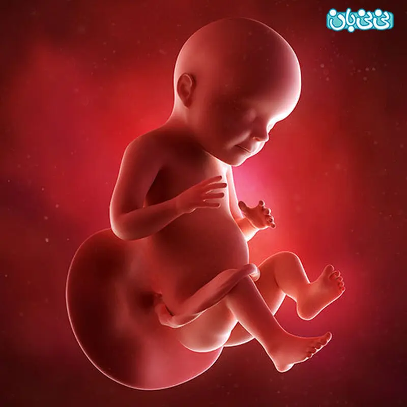 علایم هفته بیست و نهم بارداری