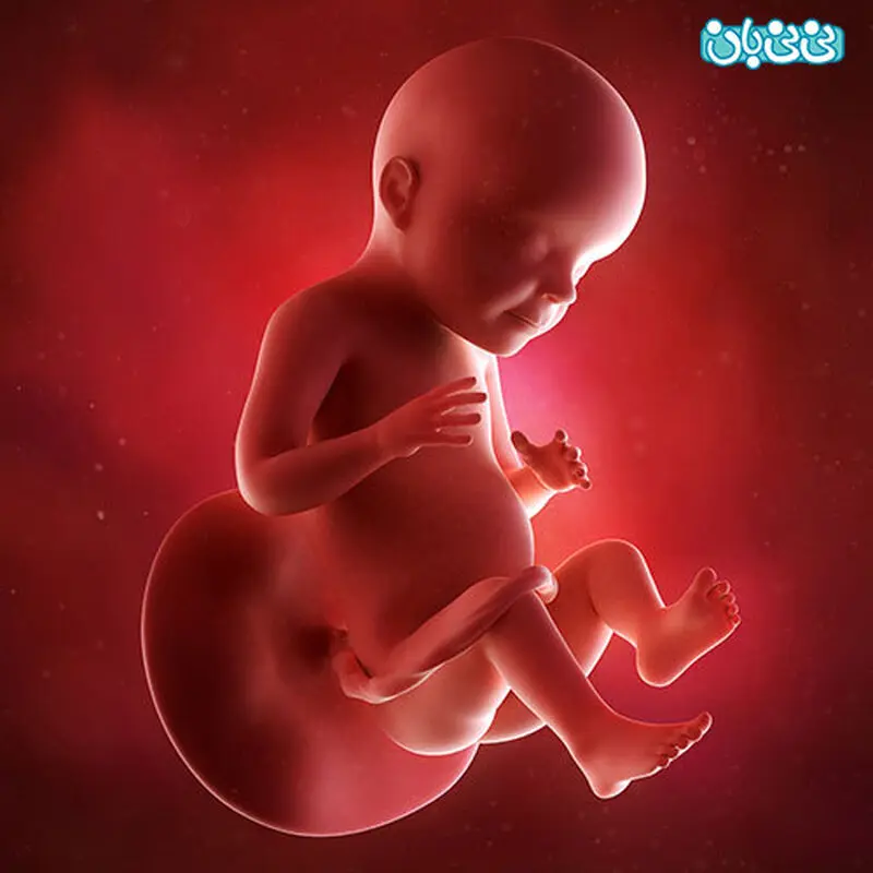 علایم هفته بیست و نهم بارداری