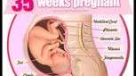 علائم هفته سی و پنجم بارداری