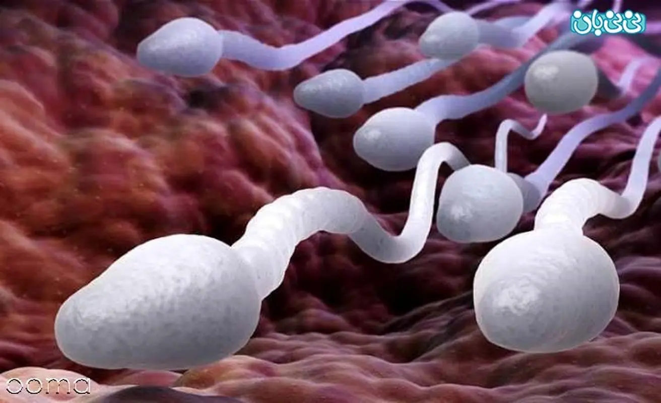 افزایش تولید منی، ویتامین های لازم