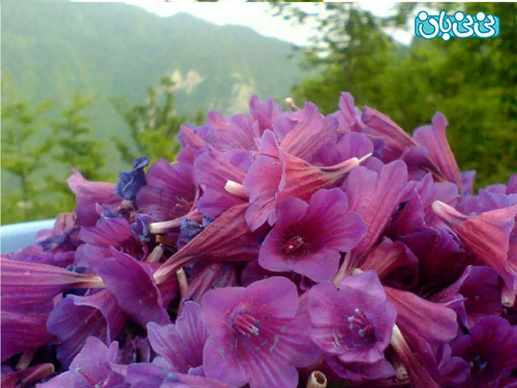 گل گاوزبان در شیردهی، منع مصرف ندارد؟