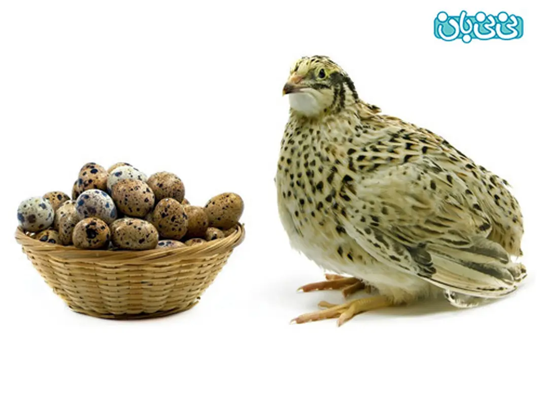 تخم بلدرچین برای کودکان، روش مصرف