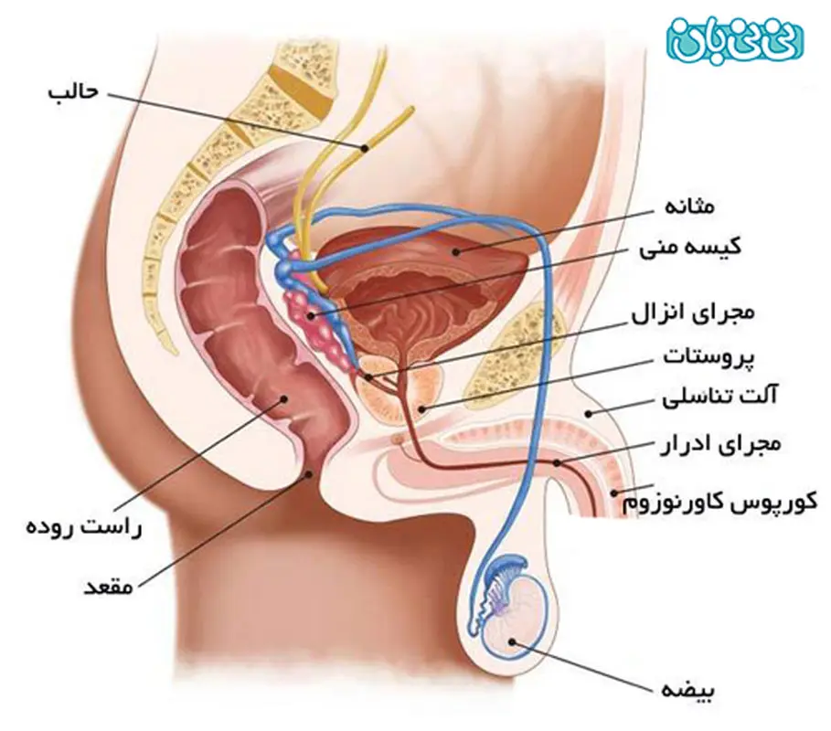 نقش پروستات در نعوظ، تاثیر ویاگرا چیست؟