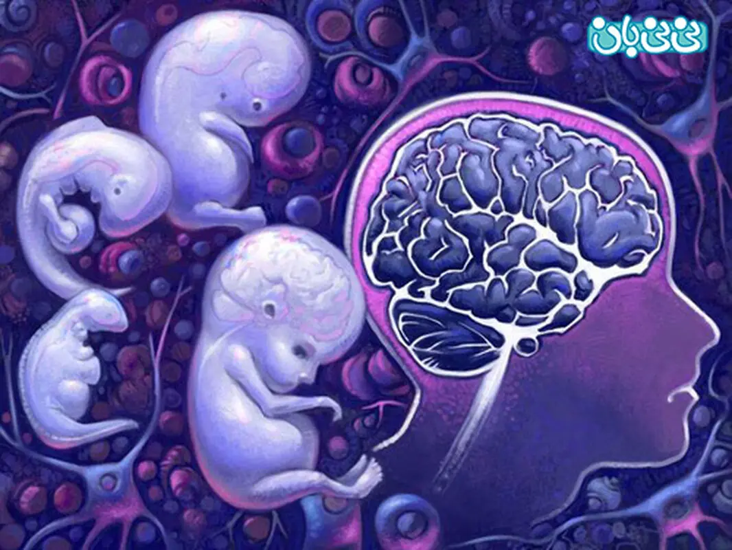 تقویت مغز جنین در بارداری، چگونه؟