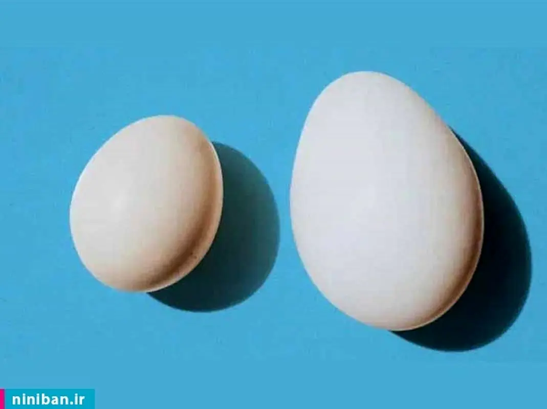 تفاوت بیضه چپ و راست