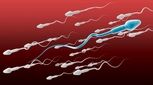 مورفولوژی اسپرم چقدر باید باشد؟