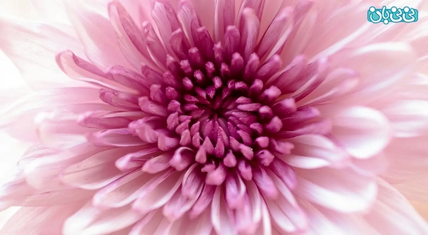 عمل زیبایی لابیاپلاستی، سن مهم است؟