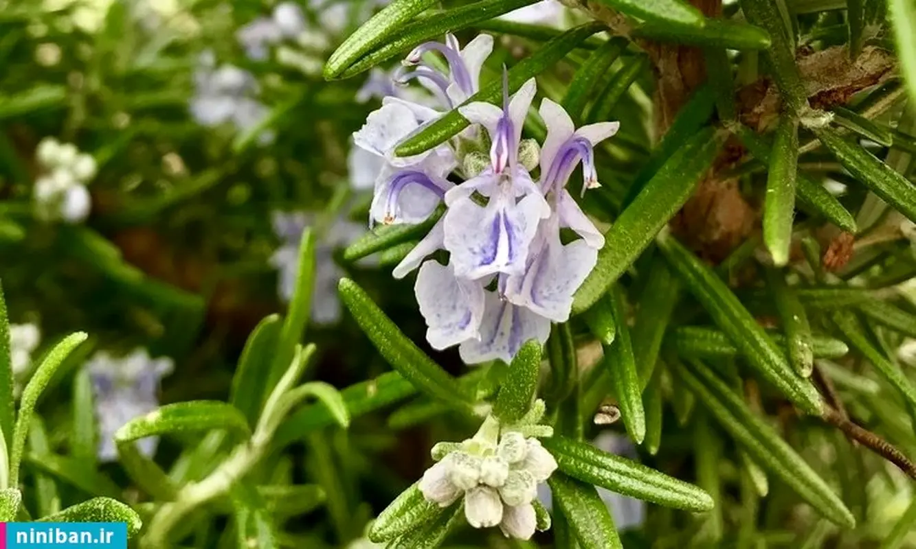 خواص رزماری چیست؟ ۶ فایده مهم