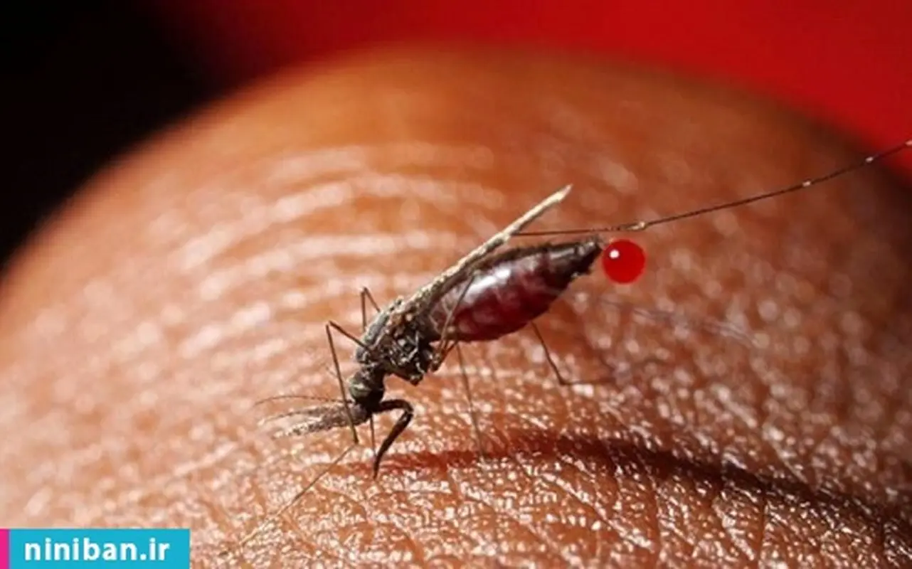 رسوم عجیب عروسی و حضانت حیوانات پس از طلاق