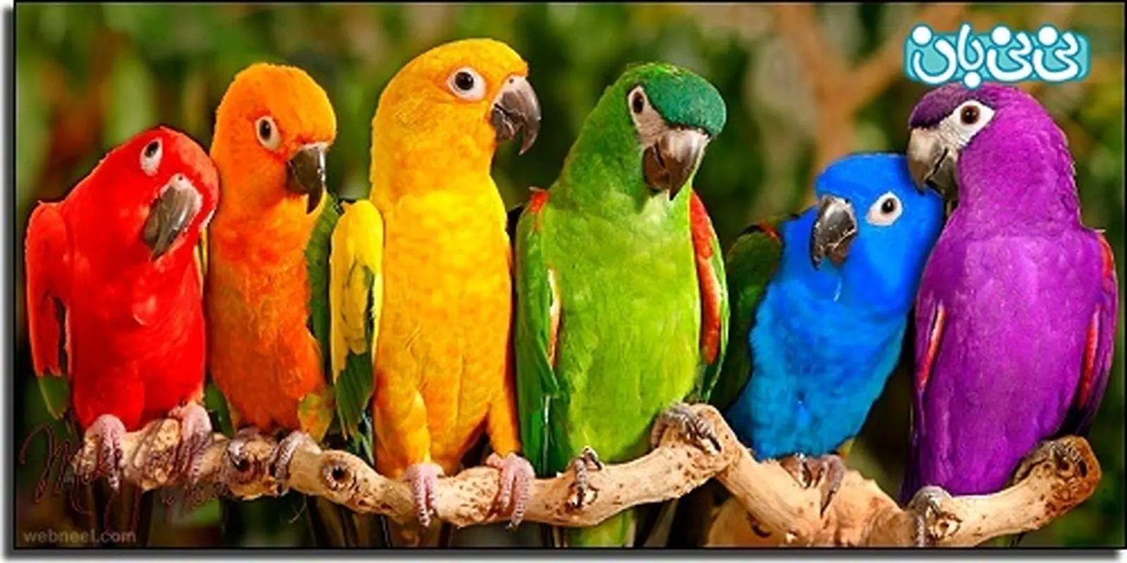 درمان افسردگی با استفاده از رنگ ها