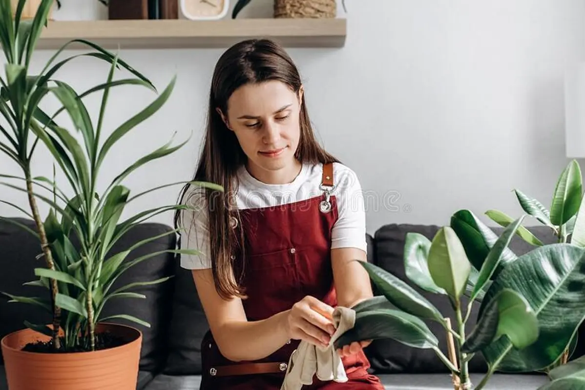 این گیاهان آپارتمانی، خانه‌تان را لوکس‌تر می کنند!