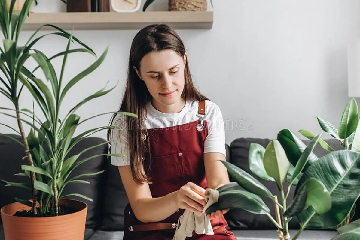 این گیاهان آپارتمانی، خانه‌تان را لوکس‌تر می کنند!