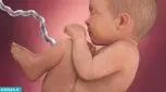 نرخ جدید دیه جنین پسر و جنین دختر