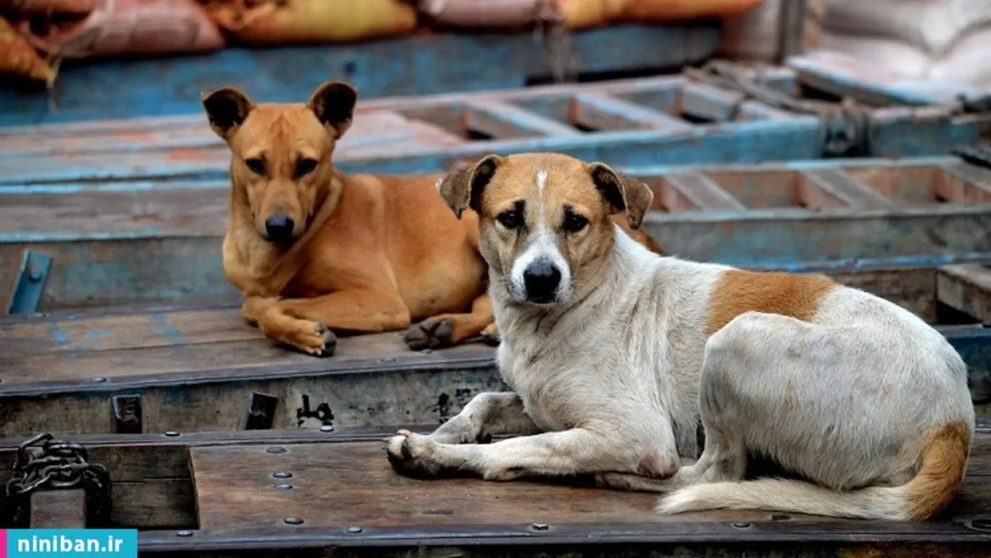 حمله سگ های ولگرد به کودکان در قم