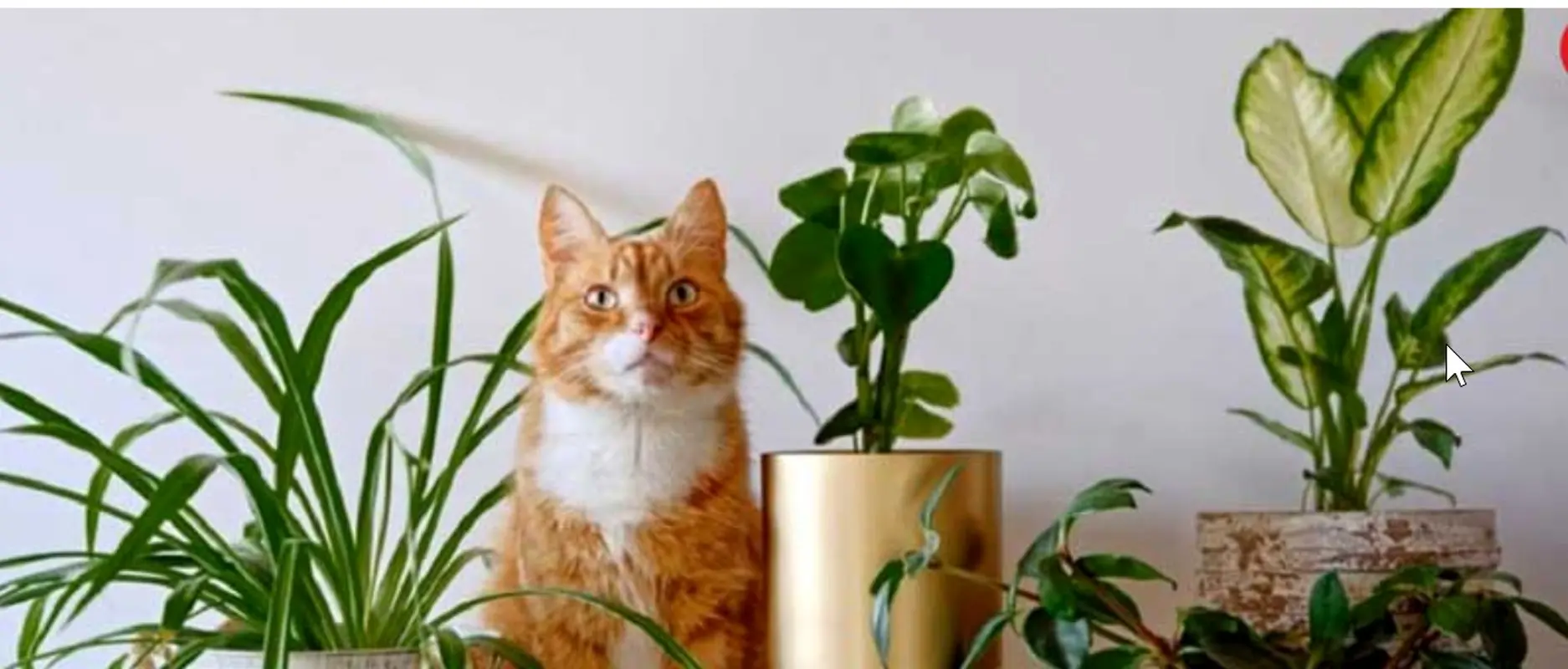 این گیاهان آپارتمانی همیشه سبز هستند