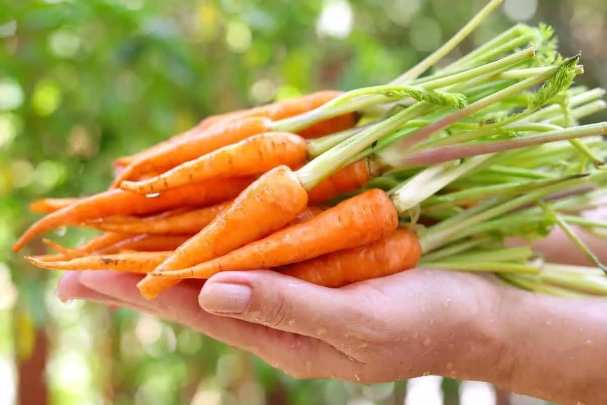 جلوگیری از خطر بیماری قلبی با این سبزی خوشمزه