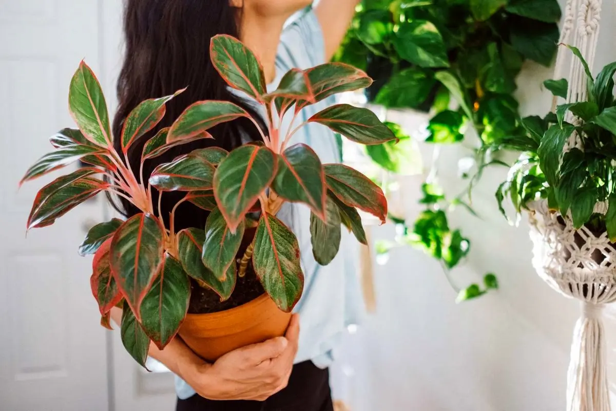 گیاهان آپارتمانی که خراب نمیشوند