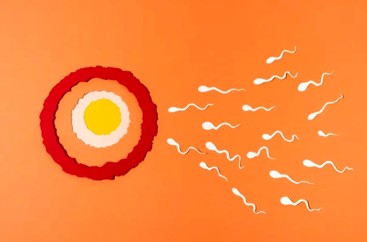 بعد از جراحی برداشتن رحم، اسپرم به کجا می رود؟