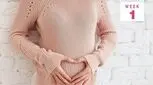 هر آنچه که در مورد هفته ۱ تا ۴ بارداری باید بدانید 