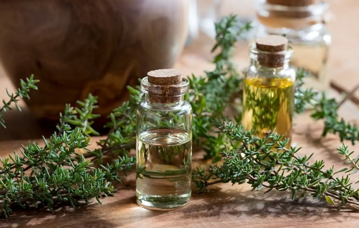 خوردن این گیاه با غذاهای سنگین در هضم غذا معجزه می کند