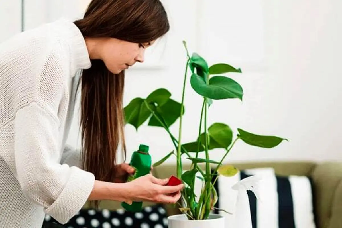 با این ترفندها یک باغ کوچک خانگی درست کن