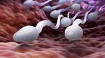 کاهش تعداد اسپرم بخاطر سرطان؛ دلیل ناباروری مردان
