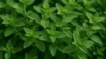 خوردن پونه در بارداری چه عوارضی دارد؟
