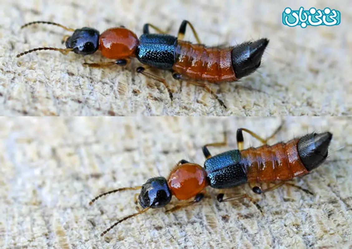 مسمومیت با سم حشرات، بانوان بخوانند و بدانند