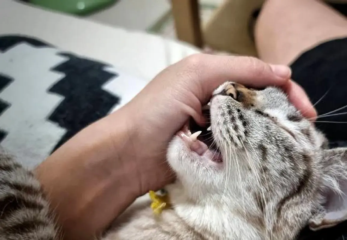 گربه‌های خانگی هم می‌توانند عامل بیماری هاری باشند