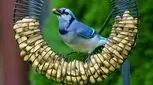 غذا دادن به پرندگان یا غذا ندادن به پرندگان؟