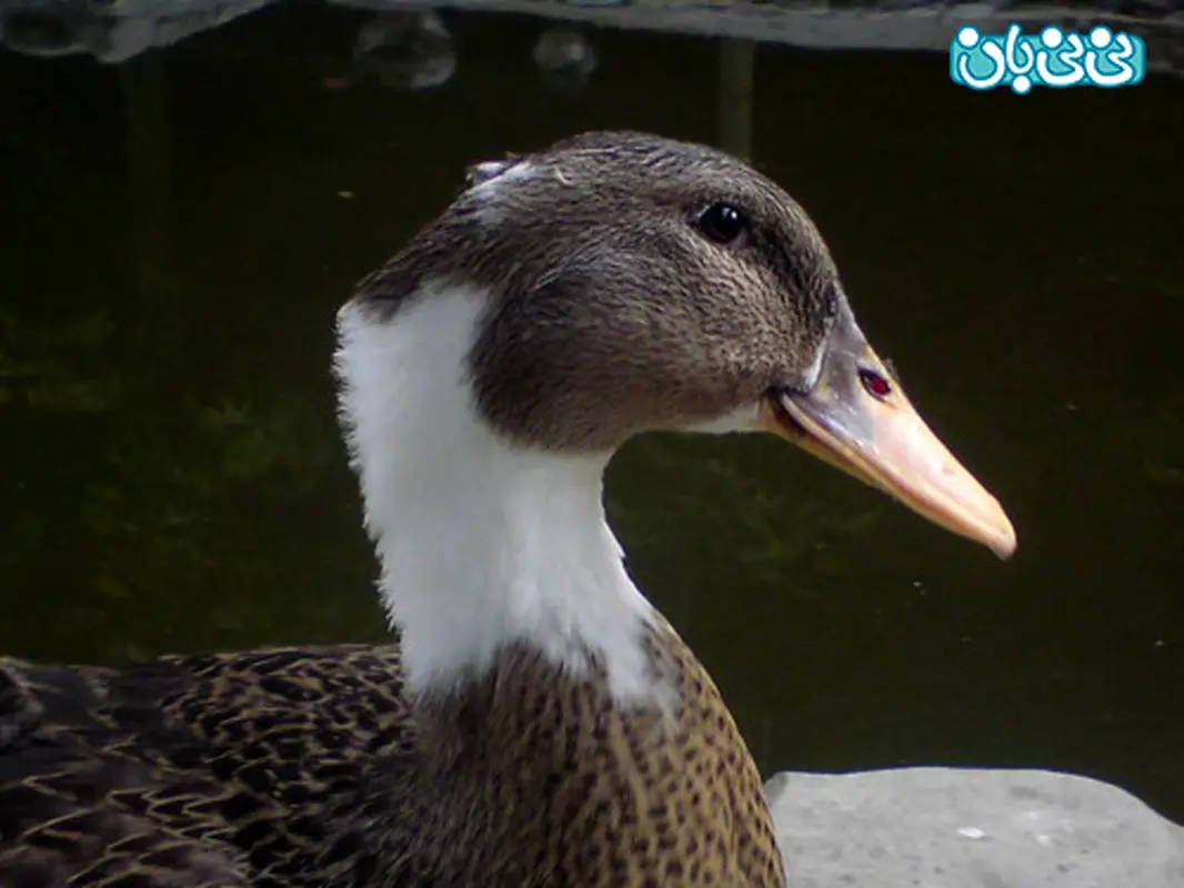 راه رفتن کودک معلول، کمک مرغابی