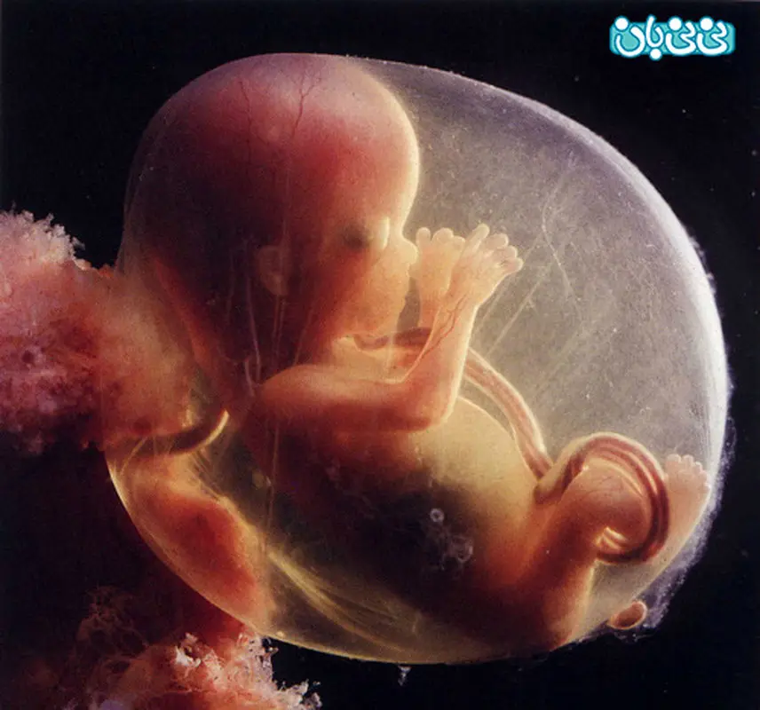 جنین در دوران بارداری، چه صداهایی را می‌شنود؟