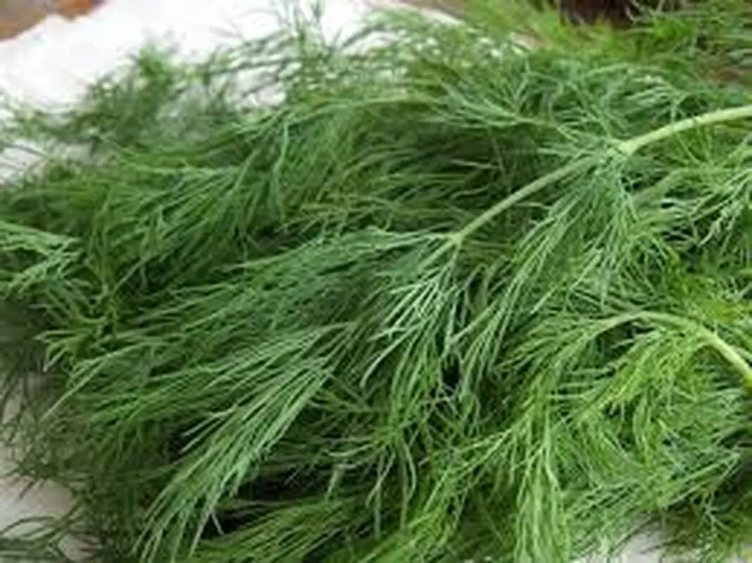 خواص شوید در بارداری، سبزی معجزه آسا