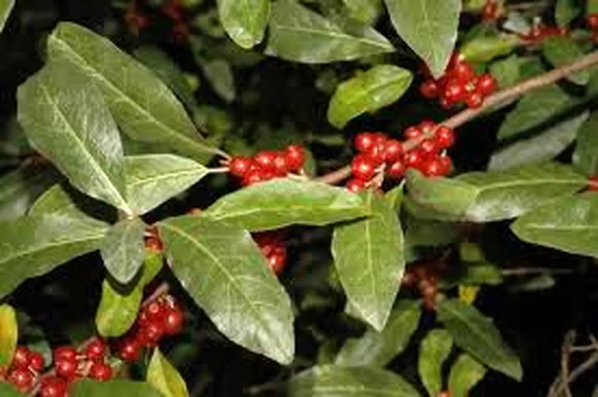 فواید سنجد برای کودکان