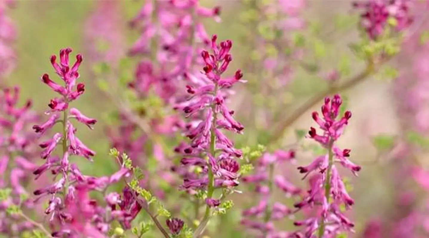 خواص بی‌نظیر شاتره برای بدن/ از مشکلات گوارشی گرفته تا پاکسازی کبد

