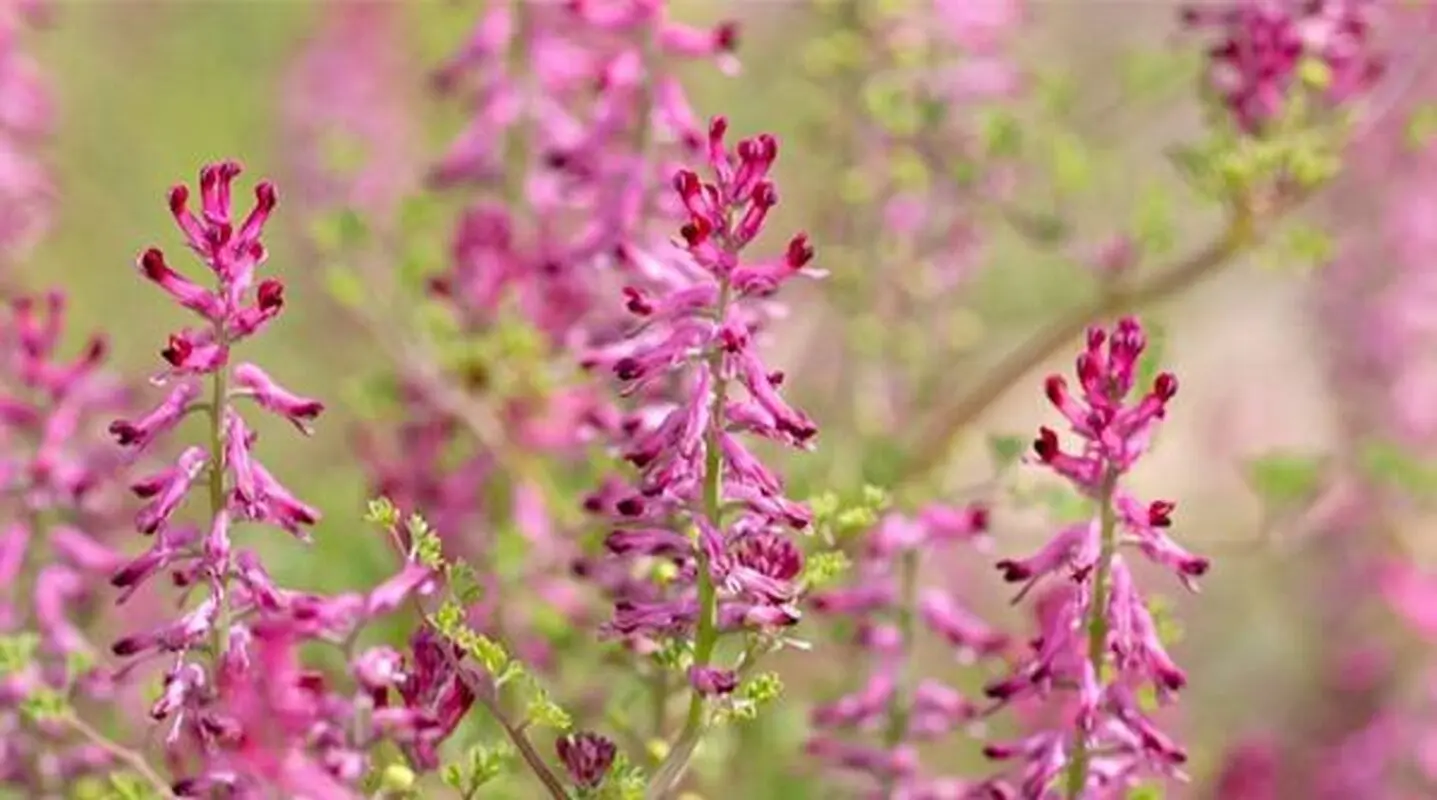 خواص بی‌نظیر شاتره برای بدن/ از مشکلات گوارشی گرفته تا پاکسازی کبد

