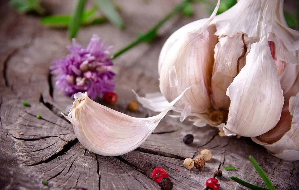 این پرخاصیت بدبو حکم آنتی بیوتیک را دارد 