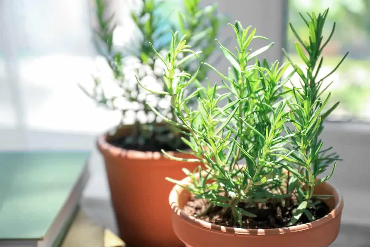 آموزش جامع پرورش و تکثیر گیاه رزماری + خواص و عوارض آن
